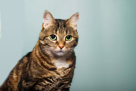 portrait of domestic striped cute shorthair cat wearing red carnival christmas hatの写真素材