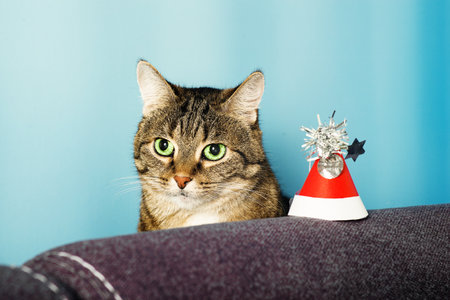portrait of domestic striped cute shorthair cat wearing red carnival christmas hatの写真素材