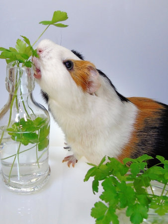 A Cute funny tricolored guinea pigの写真素材