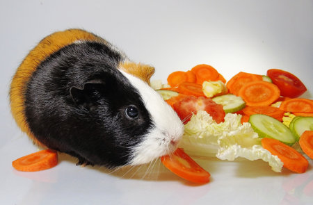 A Cute funny tricolored guinea pigの写真素材