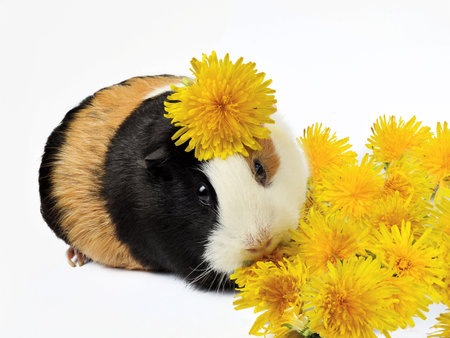 A Cute funny tricolored guinea pigの写真素材