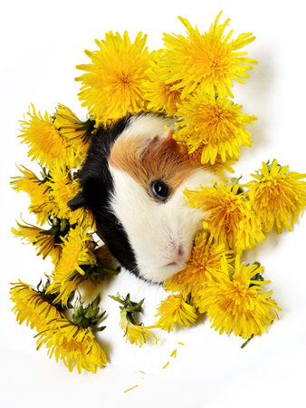 A Cute funny tricolored guinea pigの写真素材