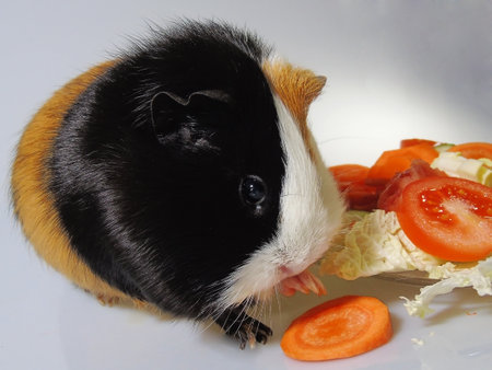 A Cute funny tricolored guinea pigの写真素材