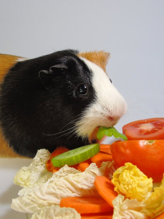 A Cute funny tricolored guinea pigの写真素材
