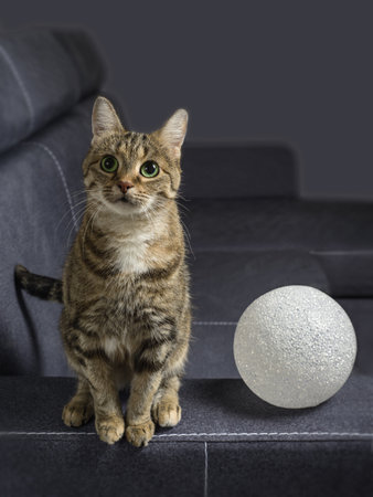 A tabby domestic cat with green eyes and a white ball on a gray backgroundの写真素材
