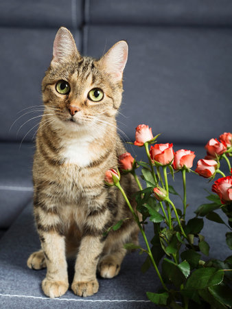 Cute domestic tabby cat is sitting on a blue gray sofa with pink rosesの写真素材