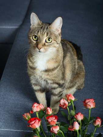 Cute domestic tabby cat is sitting on a blue gray sofa with pink rosesの写真素材