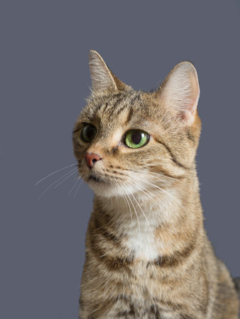 Portrait of a tabby domestic cat with green eyes angry incredulous face isolated on a gray backgroundの写真素材