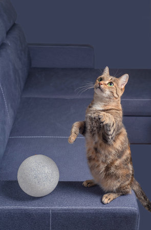 A tabby domestic cat with green eyes and a white ball on a gray backgroundの写真素材