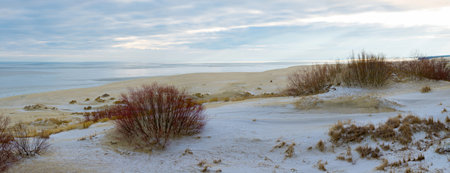 bushes on sand dunes by the sea in winter on a cloudy dayの写真素材