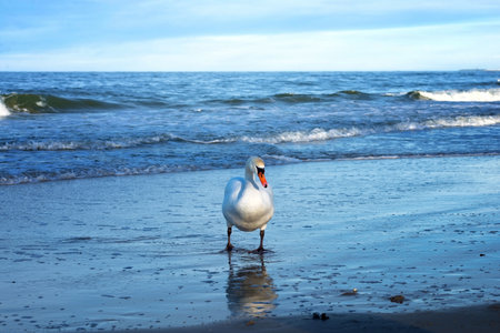 a white lonely swan emerges from the foamy waves of the blue seaの写真素材
