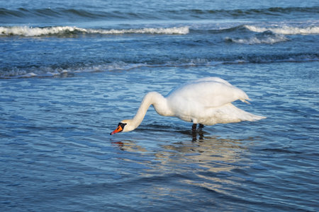 a white lonely swan emerges from the foamy waves of the blue seaの写真素材