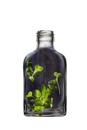 Sprouts in a glass bottle on a white background, isolated.の写真素材