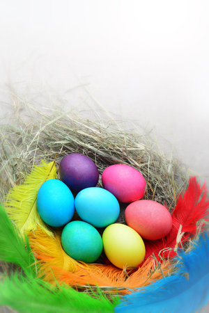 Colorful easter eggs in nest with feathers on white background.の写真素材