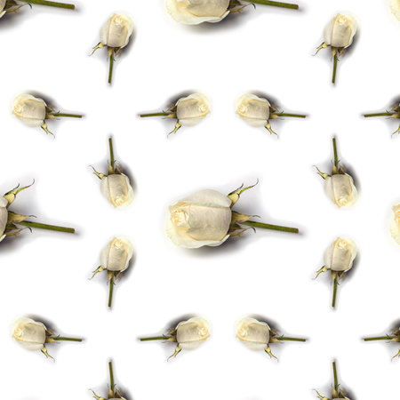 Seamless pattern of white rose flowers on a white background.の写真素材
