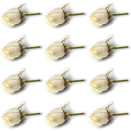 Seamless pattern of white rose isolated on white background. Flat lay, top view.の写真素材