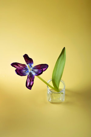 Purple wilted tulip in a glass vase on a yellow backgroundの写真素材