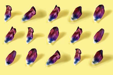 Tulip petals pattern on yellow background. Flat lay, top view.の写真素材