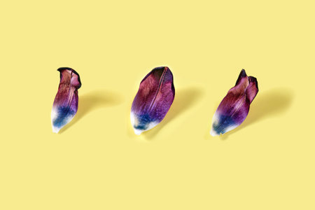 dried tulip petals on yellow background. Minimal conceptの写真素材