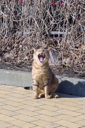 Domestic cat standing in the garden and yawning, close upの写真素材