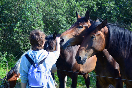 Horses in the paddock, equestrian training, horseback ridingの写真素材