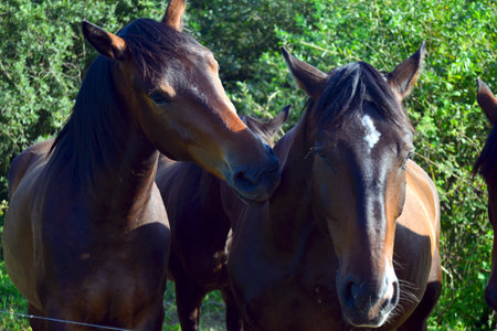 Brown horses in a paddock on a sunny day, close-upの写真素材