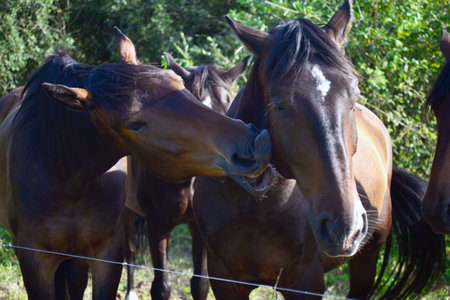 A herd of horses eating grass in a paddock on a sunny dayの写真素材