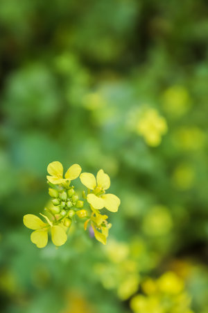 A yellow wildflower with several open buds of four petals. Against the background of green grass out of focus. A warm summer day, soft light.の写真素材