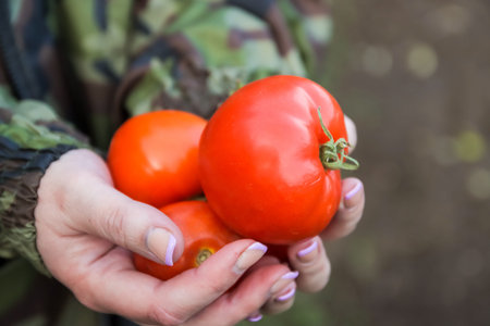 Ripe tomatoes in female hands. Large round vegetables. Do-it-yourself cultivation of crops in the countryside in the country.の写真素材