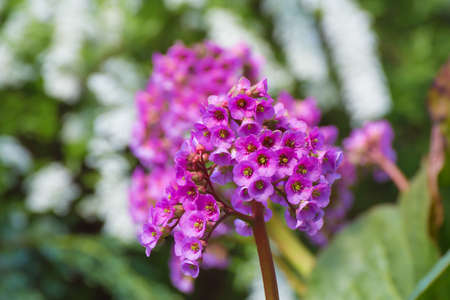 Inflorescence of lilac flowers against a background of green and white plants. There is copy space. Beauty in nature, flowering plant in spring or summer. Defocusing the background.の写真素材