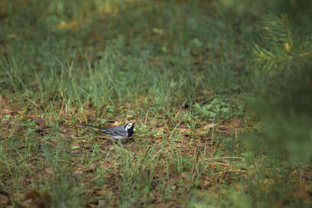 A small chick sits in the grass and looks at the sky. Natural photography with wild birds. Beauty in nature. Warm spring day.の写真素材
