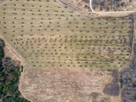 Manure heaps on a large farm field in the countryside. Application of organic fertilizers in spring...