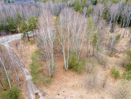 Spring forest without leaves next to a small asphalt road. Fast birches and small coniferous spruces...