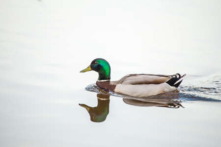 The green-headed mallard duck swims on the lake, reflected in the water. Natural photography with wild birds. Beauty in nature. Warm spring dayの写真素材