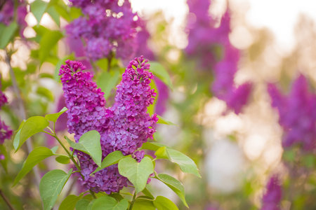 Pink-red inflorescences of lilac on a light background with green leaves. There is copy space. Beauty in nature, flowering plant in spring or summer. Defocusing the background.の写真素材