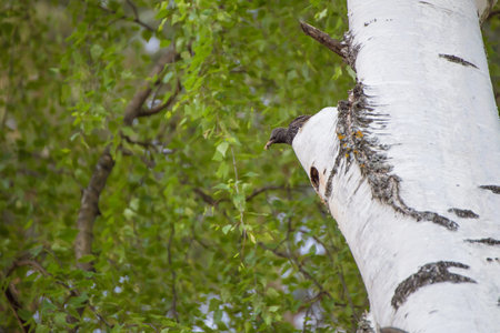 The starling sits on a tree with an insect in its beak and watches. Natural photography with wild birds. Beauty in nature. Warm spring day.の写真素材