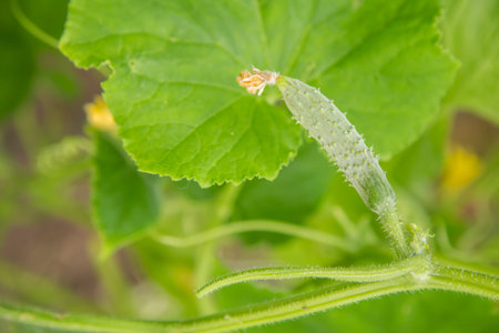 A small cucumber on a background of a green leaf, macro photo, shallow depth of field. Harvesting...