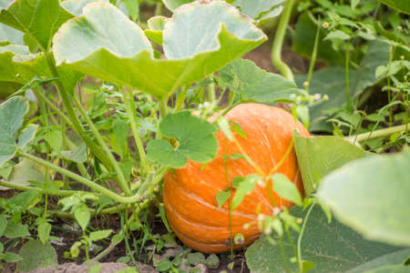 An unshielded orange pumpkin growing in a garden bed. Harvesting autumn vegetables. Healthy food concept, vegetarian diet of raw food. Non-GMO organic food. Background, backdrop, splash, postcard.の写真素材