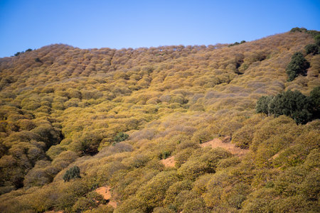 Chestnut forest during autumn in Malagaの写真素材