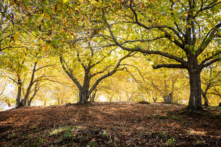 Chestnut forest during autumn in Malagaの写真素材