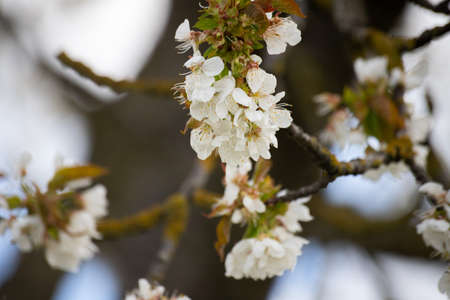 Spalt, Germany; 04-26-2020: Cherry blossoms in a small town south of Nuremberg, Germany.の写真素材