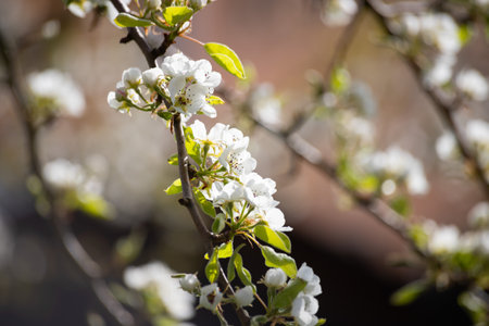 Spalt, Germany; 04-26-2020: Cherry blossoms in a small town south of Nuremberg, Germany.の写真素材