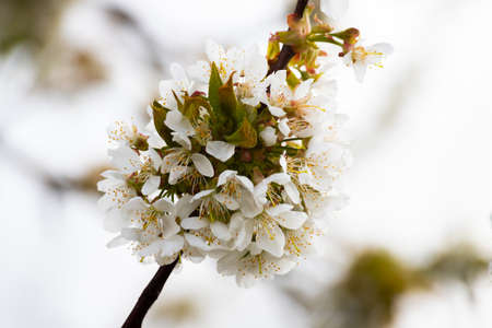 Spalt, Germany; 04-26-2020: Cherry blossoms in a small town south of Nuremberg, Germany.の写真素材