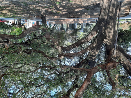 Landscape of trees in the middle of the city in Parque las Arboledas