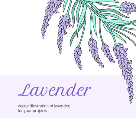Lavender floral header with hand-drawn botanical illustration and text space. Pastel purple design for branding, packaging and stationery.のイラスト素材