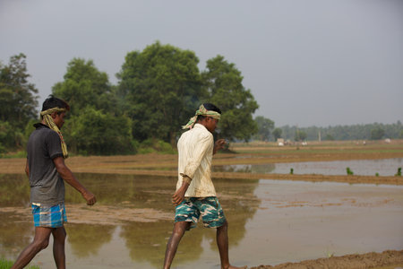 india kerala thrissur - MARCH 16, 2018: Asia farmers plant a rice on paddy field in kerala in foggy morning and having fun on work field , farmers hard workのeditorial素材