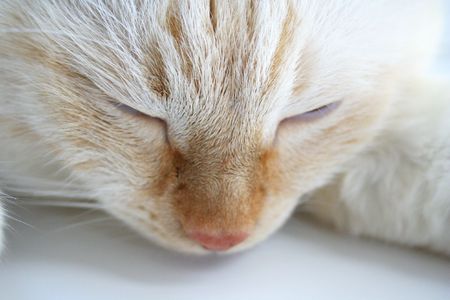 White cat sleepingの写真素材