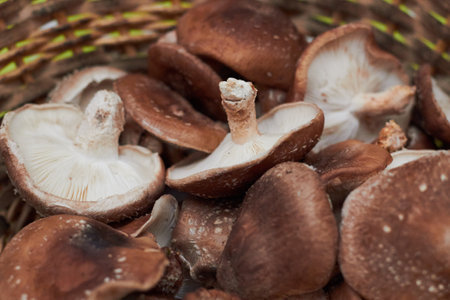 freshly picked shitake mushrooms in basketの写真素材