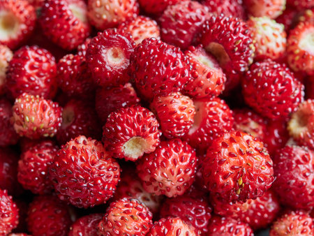 heap of wild strawberries close up view on a full fruit framingの写真素材