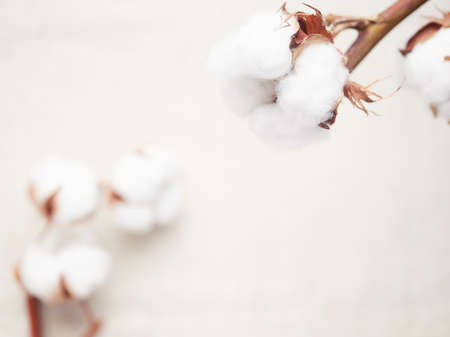 cotton blossom close-up view, background out of focusの写真素材